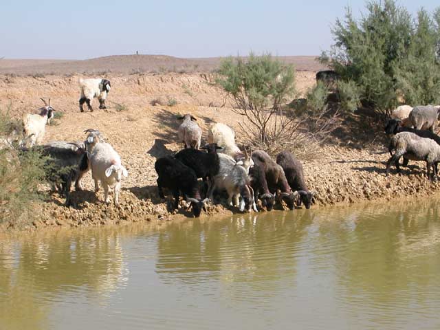 Uzbekistan fauna